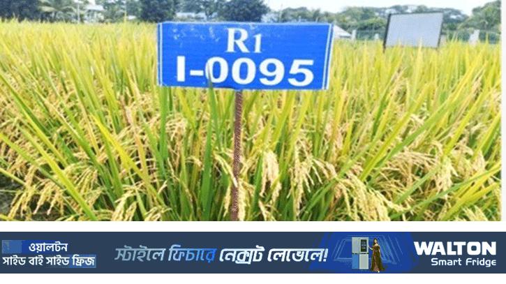 ব্লাস্ট প্রতিরোধী ও জিংকসমৃদ্ধ বিনার নতুন ২ ধানের জাত উদ্ভাবন