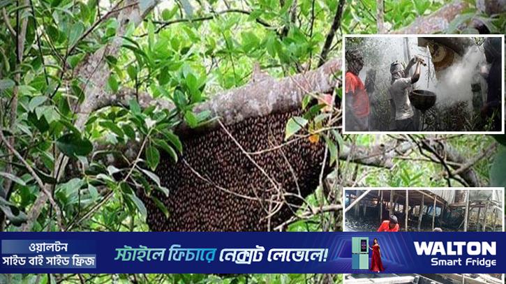 সুন্দরবনে মধু আহরণ শুরু ১ এপ্রিল