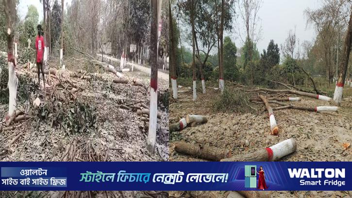 ঈদের নামাজ ঘিরে বেরোবিতে গাছ কাটায় প্রতিবাদ