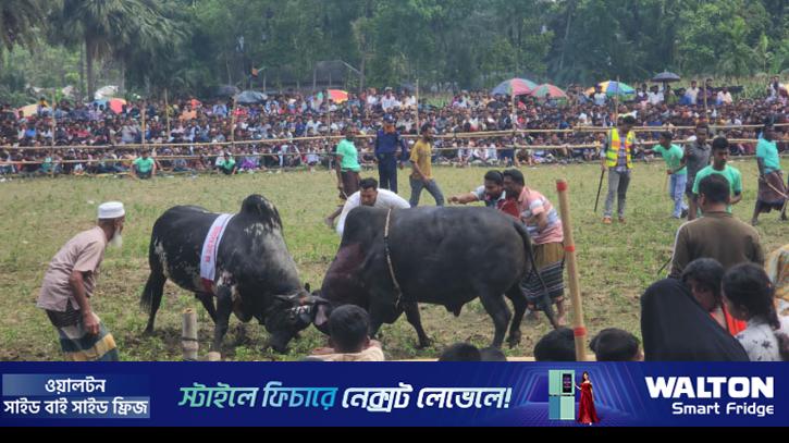 নড়াইলে ঈদ উৎসবে ৩৬ ষাঁড়ের লড়াই