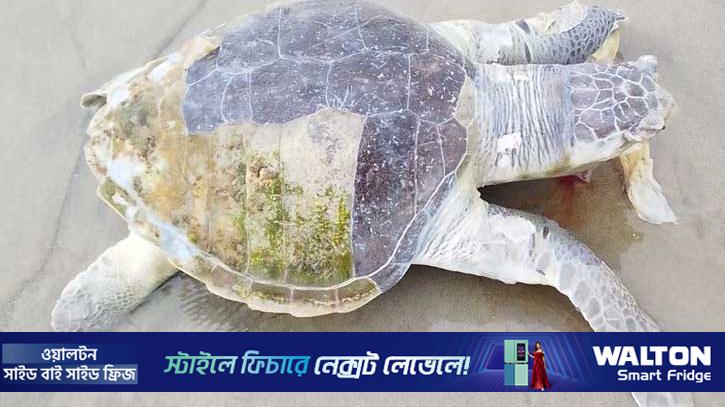 কুয়াকাটা সৈকতে বিশাল আকৃতির মৃত কচ্ছপ