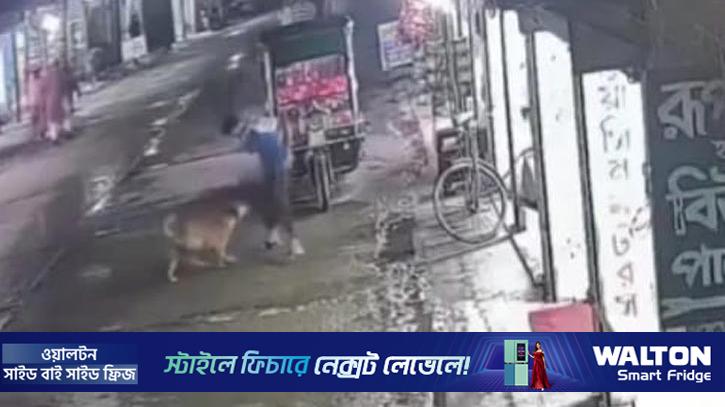 কিশোরগঞ্জে কুকুরের আক্রমণে আহত ৫০