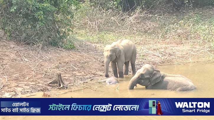 শাবকের প্রতি হাতির বিরল ভালোবাসা 