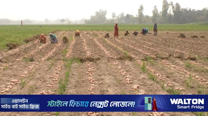 কুড়িগ্রামে আলুর দাম না পেয়ে বিপাকে কৃষক 