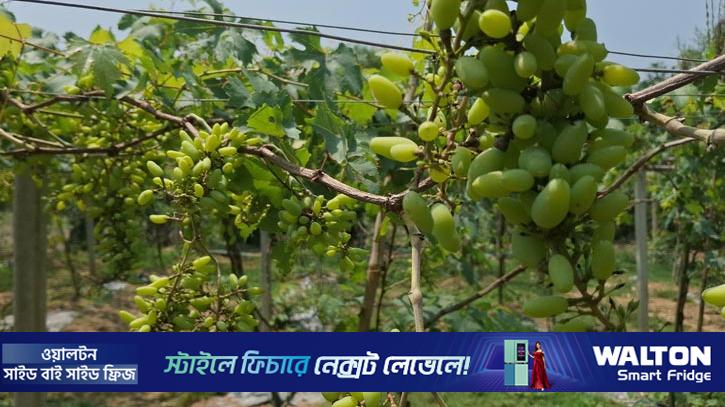 বাইকুনু জাতের আঙ্গুরে বাম্পার ফলন পেলেন প্রকৌশলী  