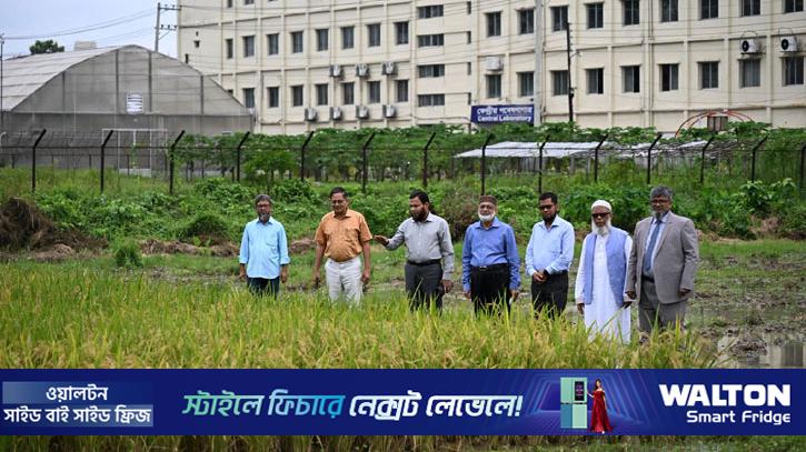 গাজীপুর কৃষি বিশ্ববিদ্যালয়ে নতুন জাতের ধান উদ্ভাবন