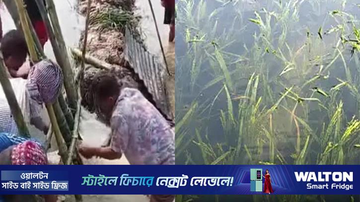 বানিয়াচংয়ে ২২০০ বিঘা জমির ধান পানির নিচে