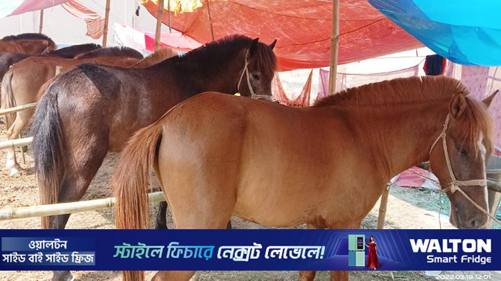 নবাবগঞ্জে ঘোড়া জবাই করে মাংস বিক্রির চেষ্টা, কারাদণ্ড