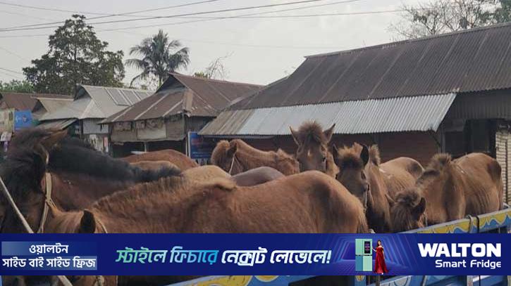 গাজীপুরে জবাইকালে ৯টি ঘোড়া উদ্ধার, গ্রেপ্তার ৪