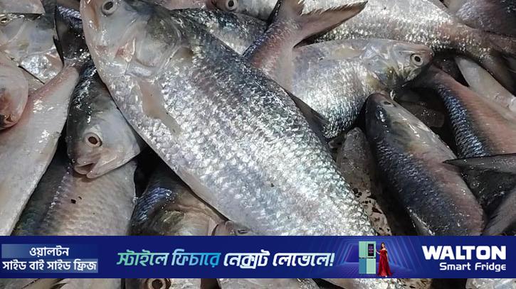 আকাশছোঁয়া ইলিশের দাম