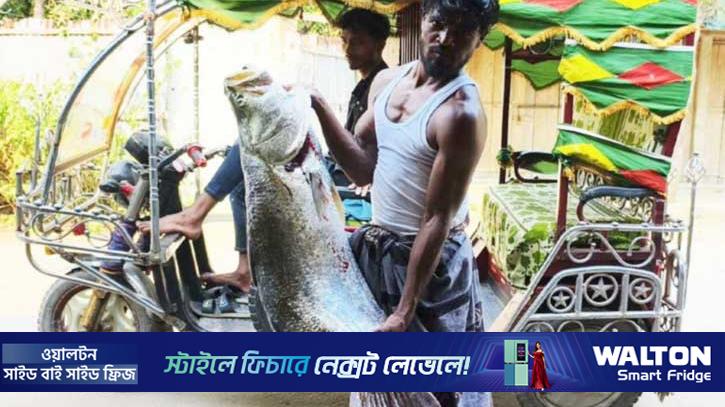 জেলের জালে ধরা পড়ল ১৬ কেজির কোরাল, ১৩ হাজারে বিক্রি