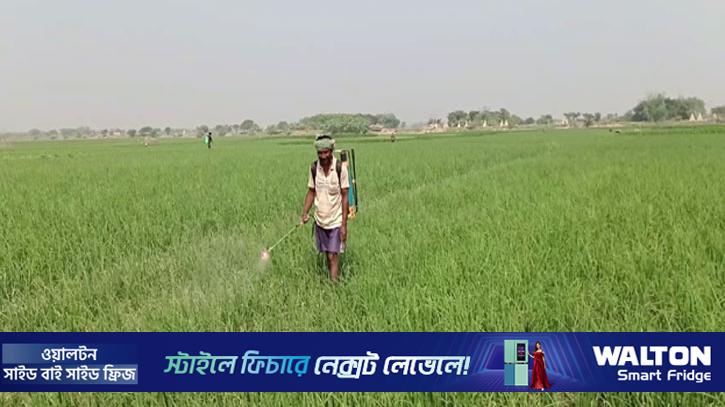 কুষ্টিয়ায় চারা পেঁয়াজ পরিচর্যায় ব্যস্ত চাষীরা, ন্যায্যমূল্যের দাবি