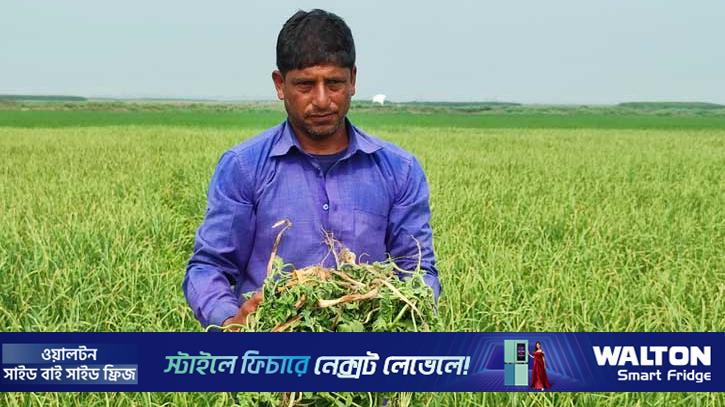 সাত বিঘা জমির তরমুজের গাছ উপড়ে ফেলার অভিযোগ 