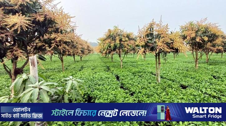 চায়ের সাথি ফসল আম, বাড়ছে আয়