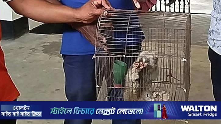 সাতছড়ি সংরক্ষিত বনে লজ্জাবতী বানর অবমুক্ত