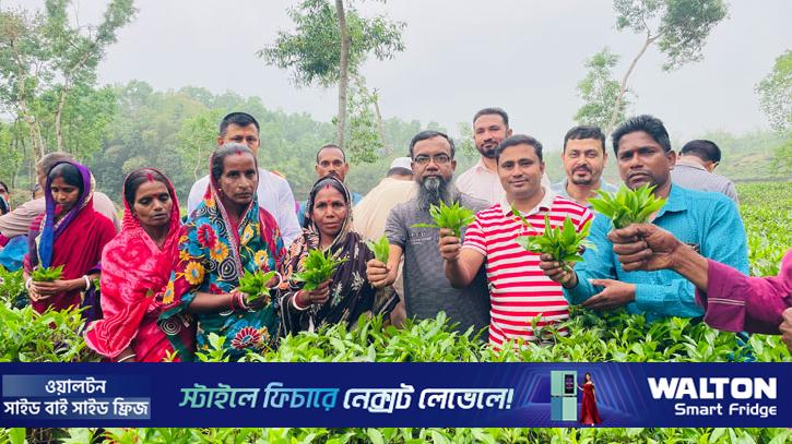 বৃষ্টির ছোঁয়ায় চাঙ্গা চা বাগান, শুরু ‘ফার্স্ট ফ্লাশ’ সংগ্রহ