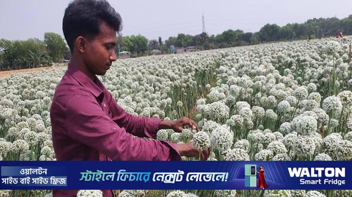 মনিরুলকে দেখে পেঁয়াজের বীজ চাষে আগ্রহ বাড়ছে কৃষকদের