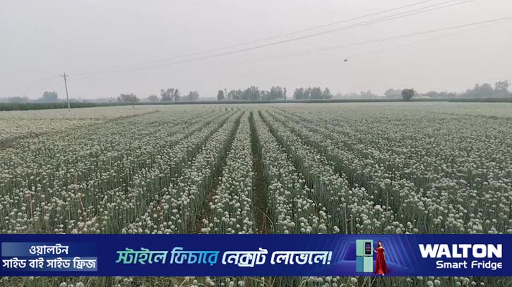 ‘কালো সোনা’ খ্যাত পেঁয়াজ বীজ, ৫ বছরে উৎপাদন বেড়েছে শতগুণ