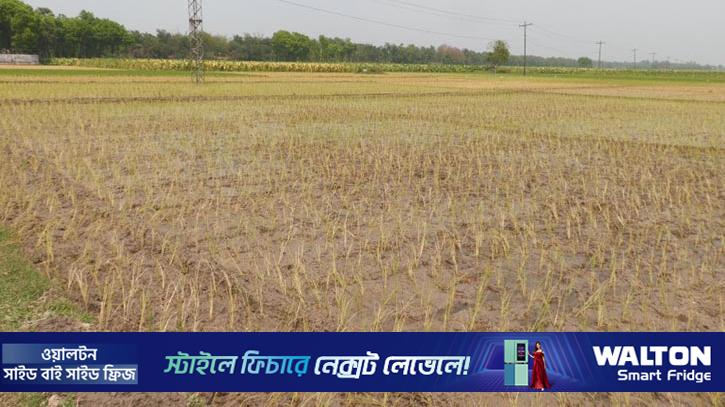 ডিজেল সংকটে বোরো ধান চাষে বিপাকে কুষ্টিয়ার চাষিরা 