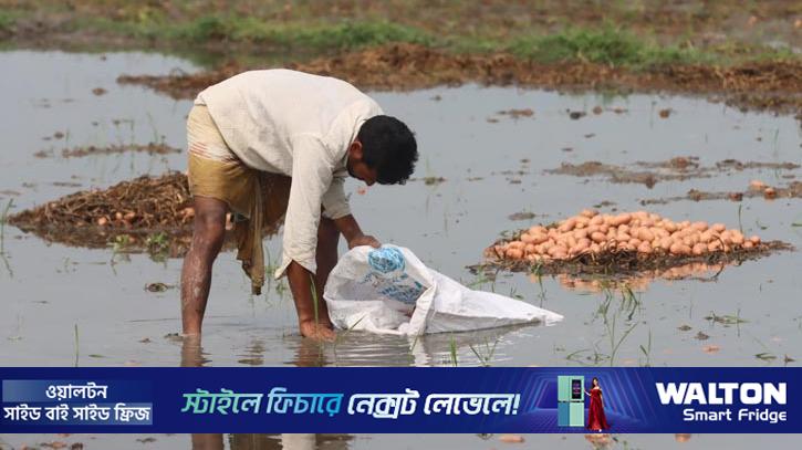 বৃষ্টির পানিতে রংপুরে নিমজ্জিত আলু, শঙ্কায় চাষিরা
