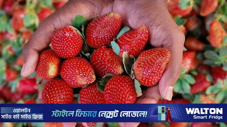 স্ট্রবেরিতে ৭৫ কোটি টাকা বাণিজ্যের আশা