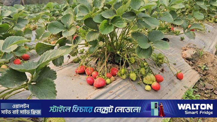 স্ট্রবেরি চাষে দম্পতির সাফল্য