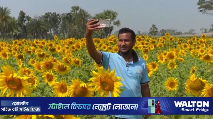 লবণাক্ত জমিতে সূর্যমুখী চাষে কৃষকের মুখে হাসি