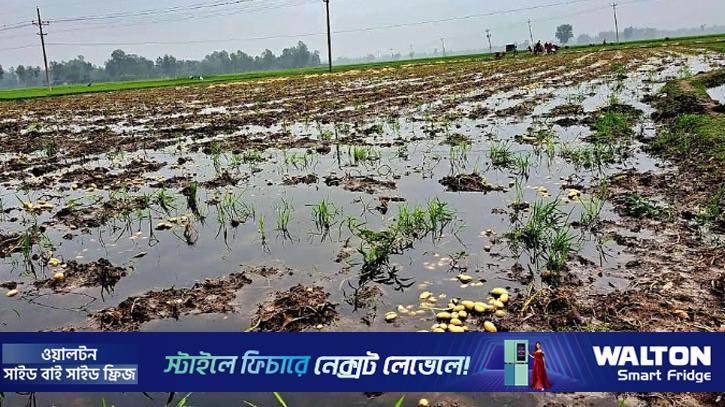 হঠাৎ বৃষ্টিতে আলু চাষিদের মাথায় হাত 