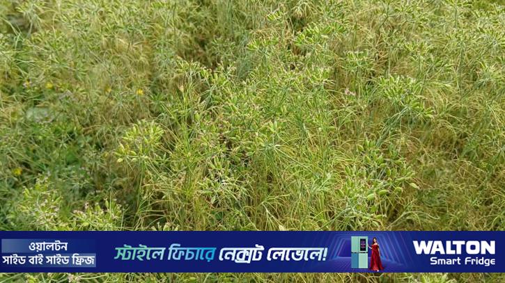 হিলিতে জিরা চাষে সাফল্য পেলন কৃষক হামিদুর