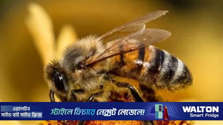 মৌমাছিরা গণিত বোঝে: গবেষণা