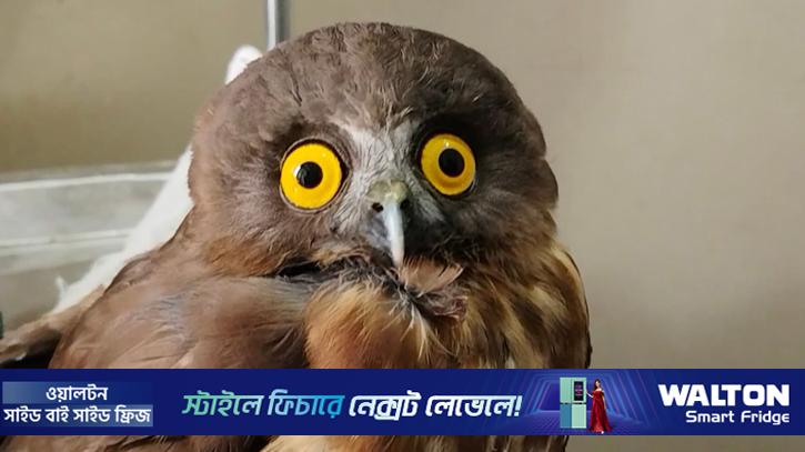 বিরল প্রজাতির ব্রাউন বুবক উদ্ধার