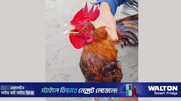 পাবনায় এক মোরগের ডাক নিয়ে আলোচনা