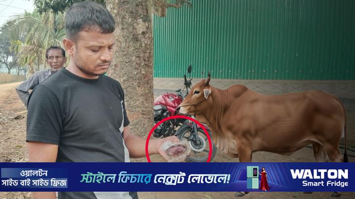 কোরবানির জন্য রাখা গরুর জিহ্বা কেটে দিল দুর্বৃত্তরা