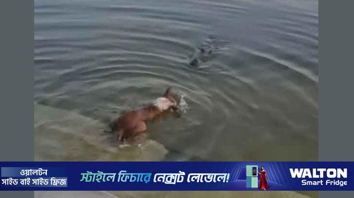 সেই কুকুরের নমুনা সংগ্রহ, ঘটনা তদন্তে কমিটি