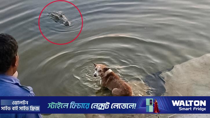 খানজাহান আলীর মাজারে কুমিরের কুকুর টেনে নেওয়ার ঘটনায় তোলপাড়, আসল ঘটনা কী