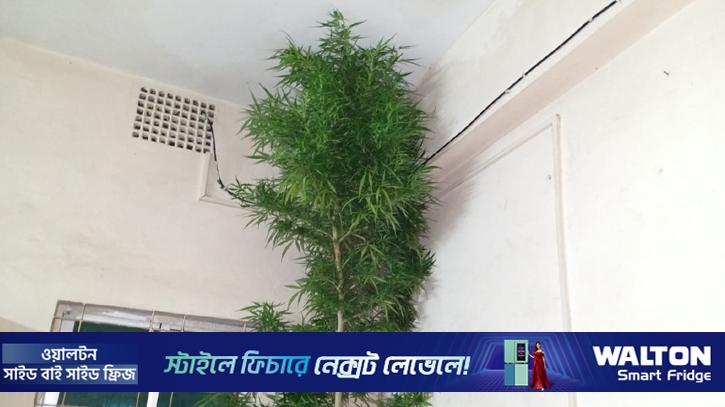 কুড়িগ্রামে ১০ ফুট লম্বা গাঁজা গাছ উদ্ধার