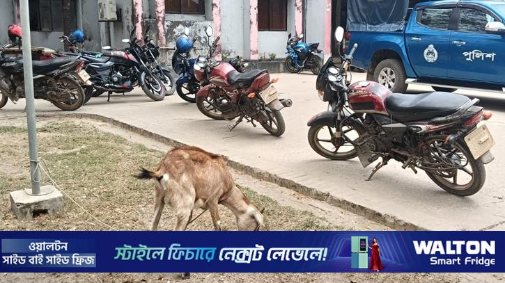 খেতের ফসল নষ্ট করা ছাগল নিয়ে থানায় হাজির কৃষক