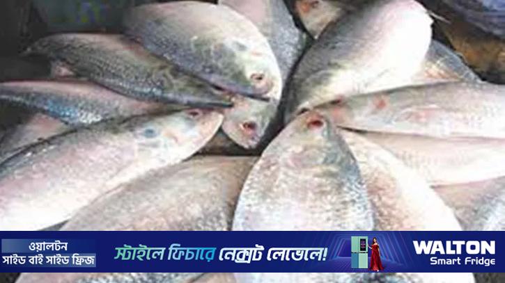 উৎসবের রঙে শহর, ইলিশের দামে অস্বস্তি