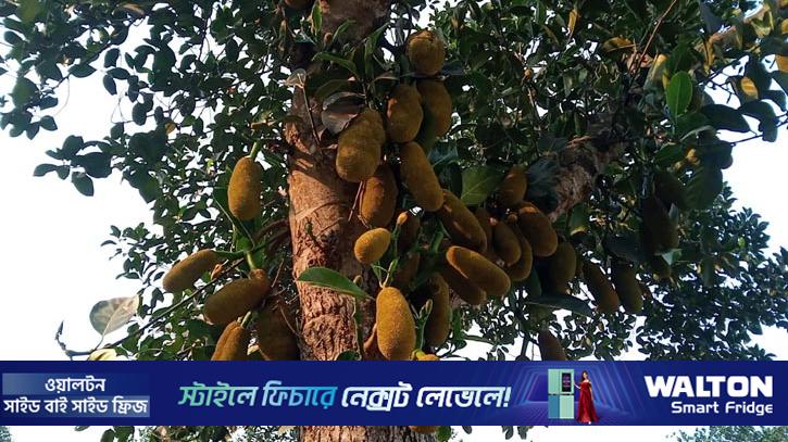 শ্রীপুরের গাছে গাছে কাঁঠালের মুচি