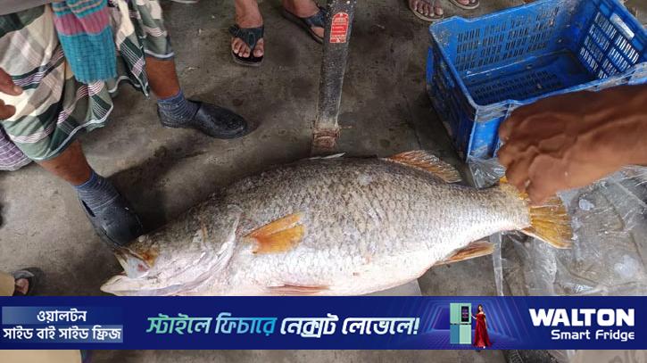 ধরা পড়ল ২২ কেজির কোরাল, বিক্রি হলো ৩০ হাজার টাকায়