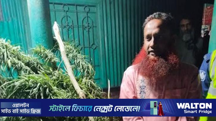বাড়িতে গাঁজা চাষের অভিযোগে শিক্ষক গ্রেপ্তার
