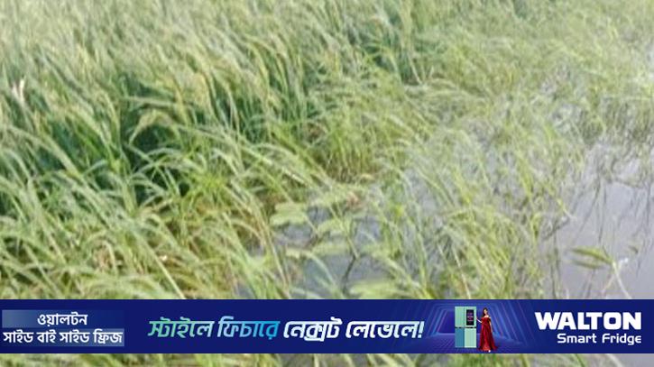 মৌলভীবাজারের দুই হাওরে জলাবদ্ধতা, ডুবেছে ৫০০ বিঘা ধানক্ষেত