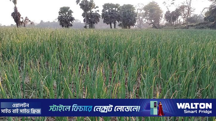 পেঁয়াজ চাষে আগ্রহ বাড়ছে লোহাগড়ার কৃষকদের