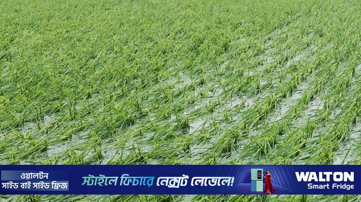 নীলফামারীতে শিলাবৃষ্টি, ফসলের ক্ষতিতে দিশেহারা কৃষক