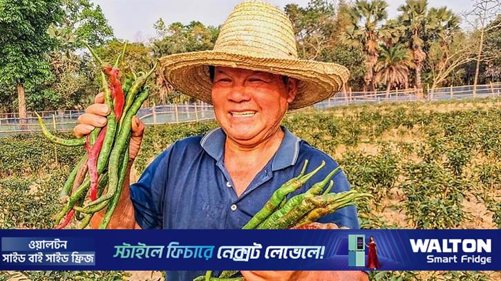 শ্রীপুরে ‘লম্বা মরিচ’ চাষে সফল ছেন জিয়েন গাও