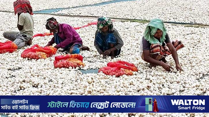 রসুনের বাম্পার ফলন, দাম নিয়ে শঙ্কায় চাষি