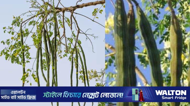 সজনে না কি লাজনা কিনছেন? গুরুত্বপূর্ণ পার্থক্যগুলো জেনে নিন