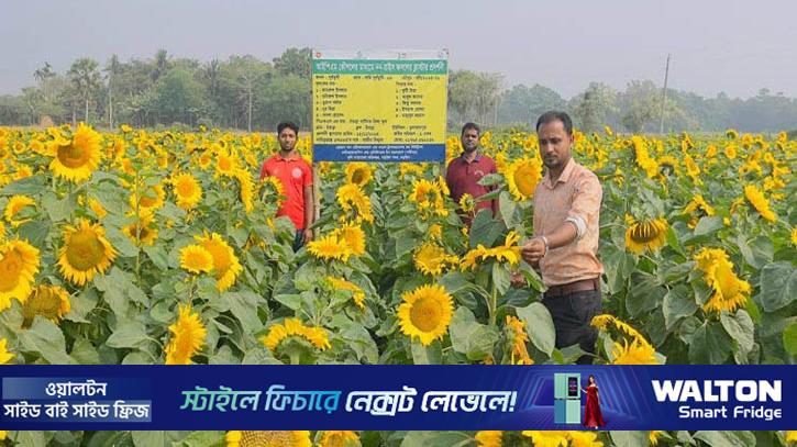 সূর্যমুখীতে স্বপ্ন বুনছেন কৃষক