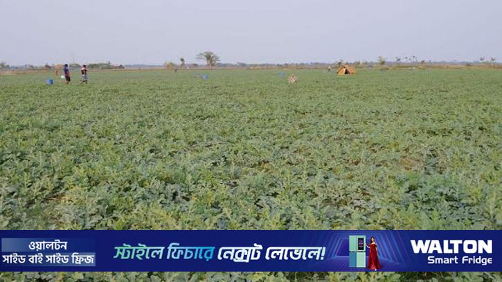 খুলনা অঞ্চলে তরমুজের বাম্পার ফলন, ৭২৩ কোটি টাকা বিক্রির লক্ষ্য