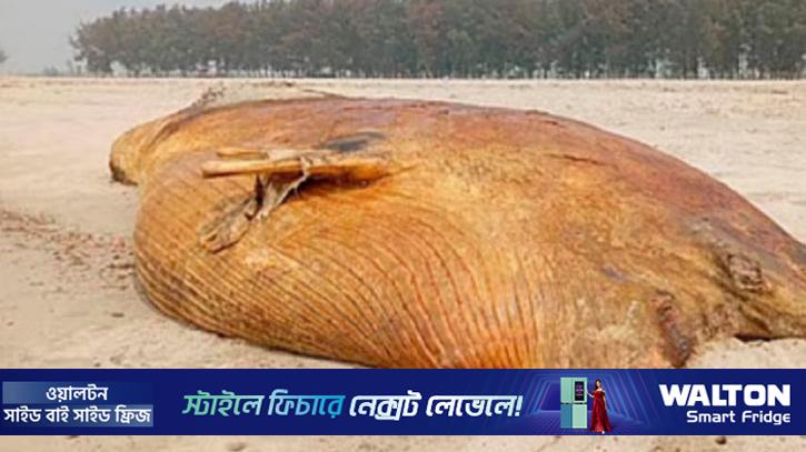 দেড় টনের মৃত তিমি সৈকতে, তীব্র দুর্গন্ধে ভোগান্তি